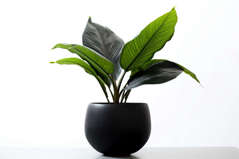 图片[36]-全球设计案例智能库_OJBKAI.COM绿植盆栽花艺Midjourney灵感图库-_设计智库－全球设计案例智能库_OJBKAI.COM-全球设计案例智能库_OJBKAI.COM设计智库