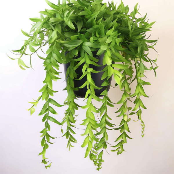 图片[45]-全球设计案例智能库_OJBKAI.COM吊篮绿植花艺Midjourney灵感图库-_设计智库－全球设计案例智能库_OJBKAI.COM-全球设计案例智能库_OJBKAI.COM设计智库