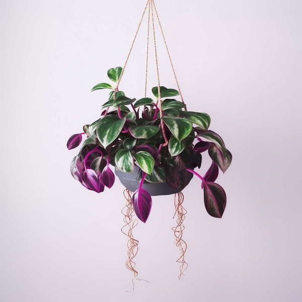 图片[31]-全球设计案例智能库_OJBKAI.COM吊篮绿植花艺Midjourney灵感图库-_设计智库－全球设计案例智能库_OJBKAI.COM-全球设计案例智能库_OJBKAI.COM设计智库