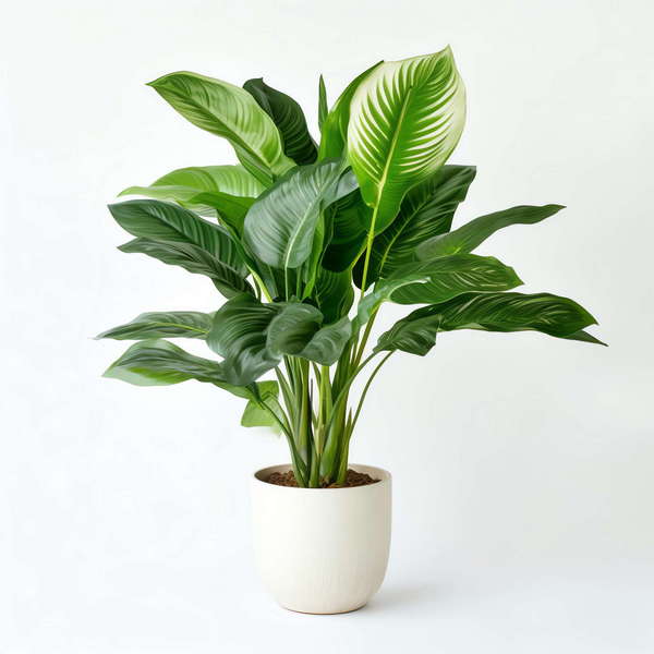 图片[52]-全球设计案例智能库_OJBKAI.COM绿植盆栽花艺Midjourney灵感图库-_设计智库－全球设计案例智能库_OJBKAI.COM-全球设计案例智能库_OJBKAI.COM设计智库