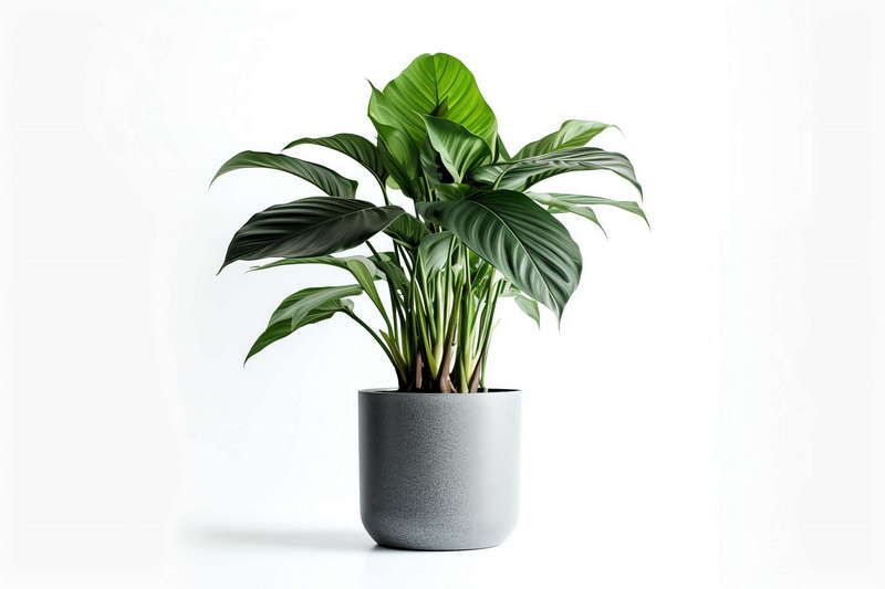 图片[49]-全球设计案例智能库_OJBKAI.COM绿植盆栽花艺Midjourney灵感图库-_设计智库－全球设计案例智能库_OJBKAI.COM-全球设计案例智能库_OJBKAI.COM设计智库