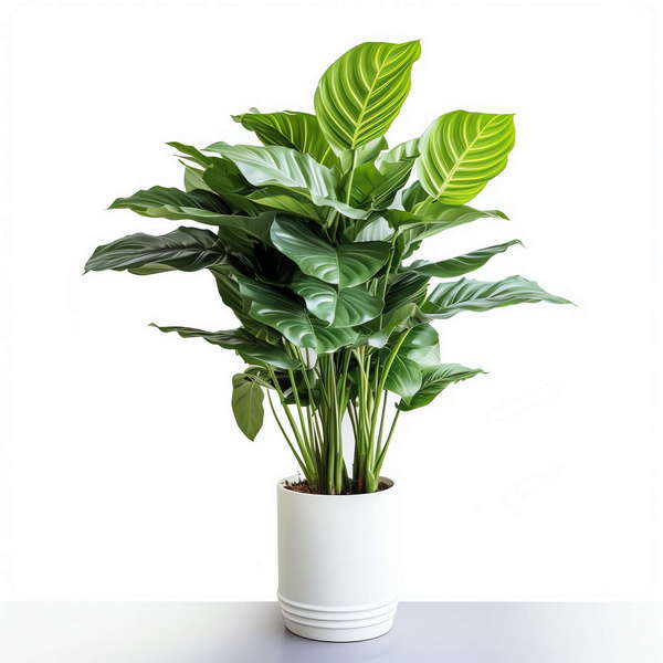 图片[53]-全球设计案例智能库_OJBKAI.COM绿植盆栽花艺Midjourney灵感图库-_设计智库－全球设计案例智能库_OJBKAI.COM-全球设计案例智能库_OJBKAI.COM设计智库