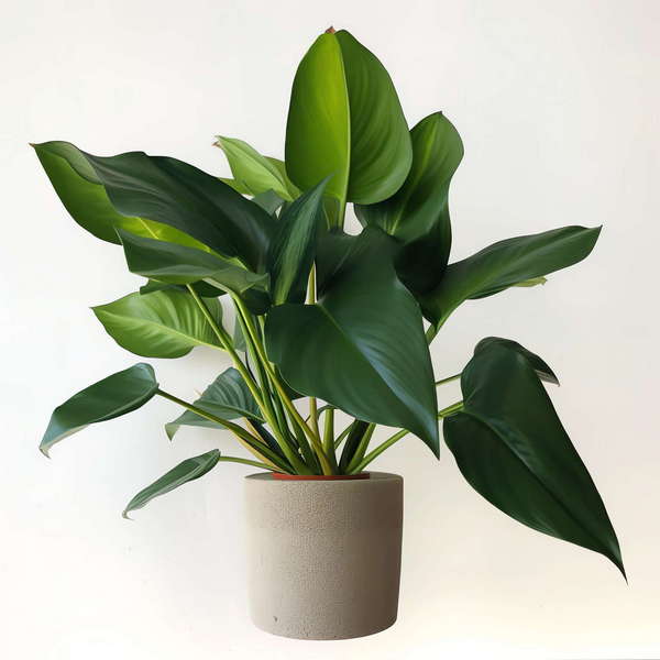 图片[50]-全球设计案例智能库_OJBKAI.COM绿植盆栽花艺Midjourney灵感图库-_设计智库－全球设计案例智能库_OJBKAI.COM-全球设计案例智能库_OJBKAI.COM设计智库