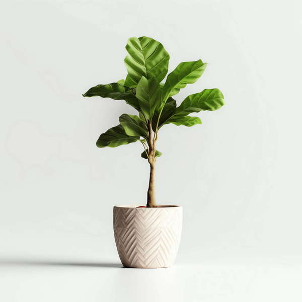 图片[47]-全球设计案例智能库_OJBKAI.COM绿植盆栽花艺Midjourney灵感图库-_设计智库－全球设计案例智能库_OJBKAI.COM-全球设计案例智能库_OJBKAI.COM设计智库